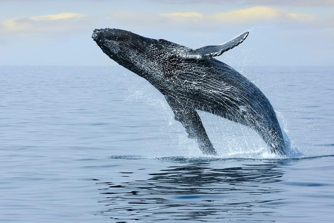 a whale jumping out of the water