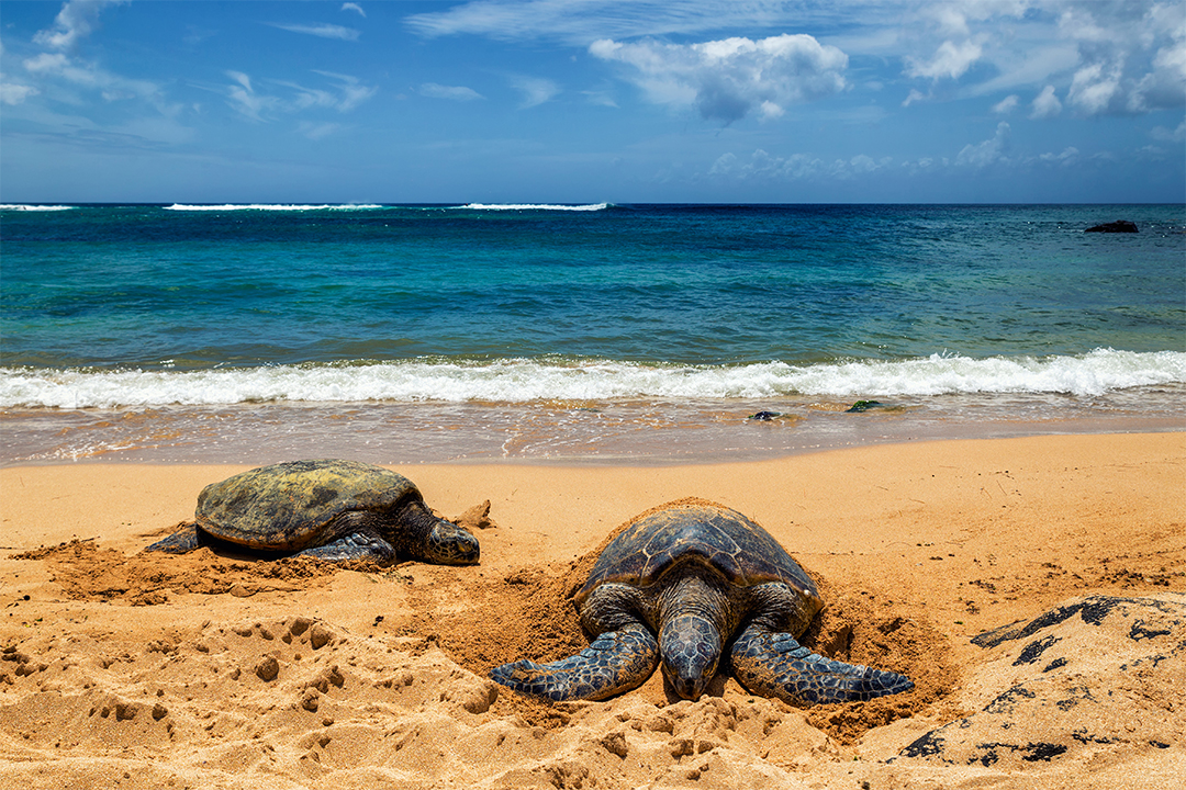 Two sea turtles nestled in the sand on the beach. 